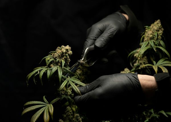 Sélection de fleurs cbd pour relaxer en profondeur